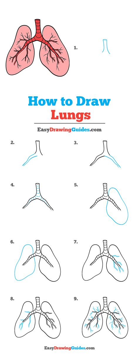 lungsod drawing easy|Easy Tutorial: How to Draw Lungs Step.